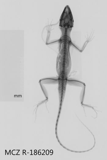 Media type: image;   Herpetology R-186209 Aspect: dorsoventral x-ray